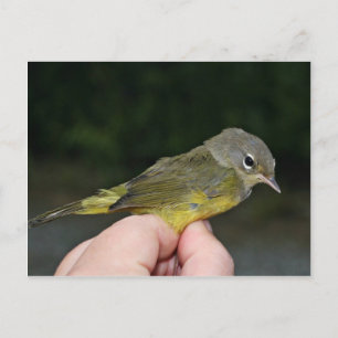 Cartão Postal Warbler de Coroa Laranja na Mão