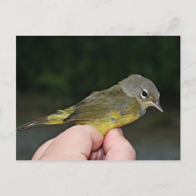 Cartão Postal Warbler de Coroa Laranja na Mão (Frente)