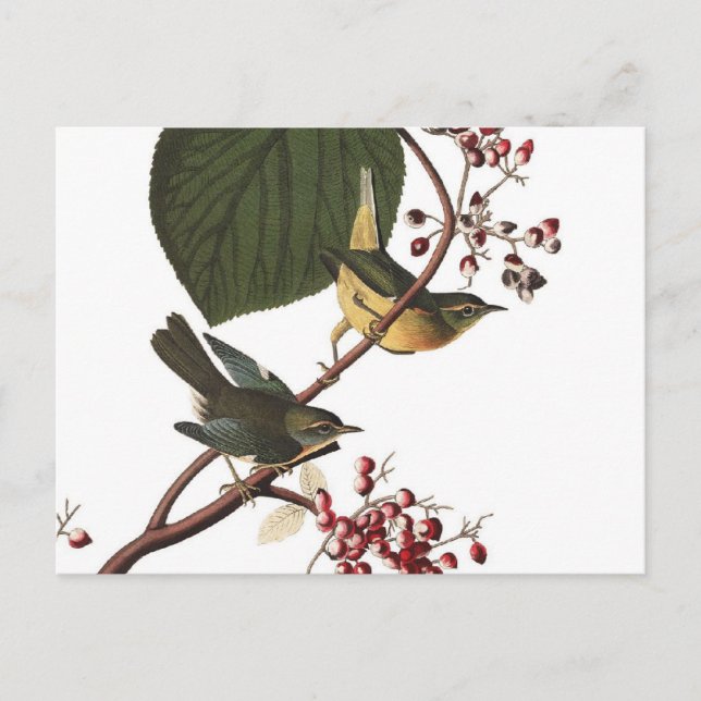 Cartão Postal Warbler Extra de Audubon (Frente)