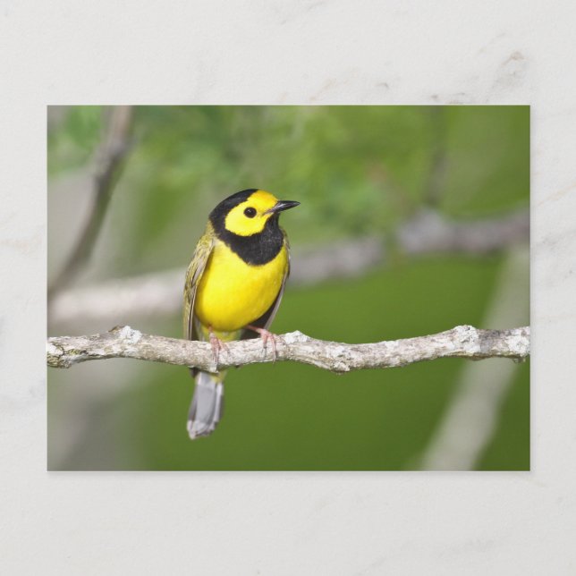 Cartão Postal Warbler Hooded (Frente)