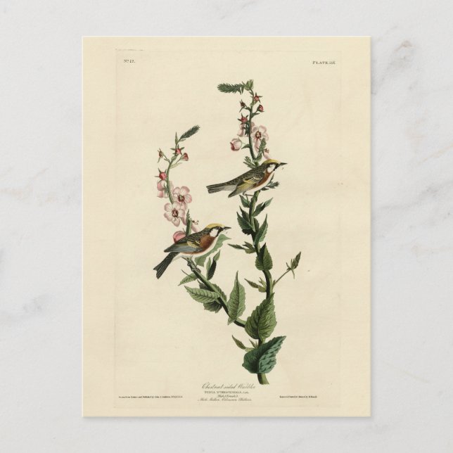 Cartão Postal Warbler lateral de castanha, Aves da América de Au (Frente)