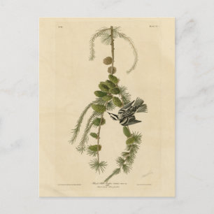 Cartão Postal Warbler Negro e Branco - Pássaros da América de Au