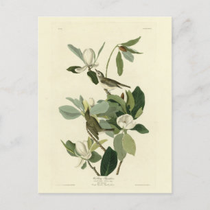 Cartão Postal Warbling Flycatcher Vireo Audubon Birds da América