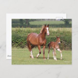Cartão Postal Warmblood Mare e Foal andando juntos
