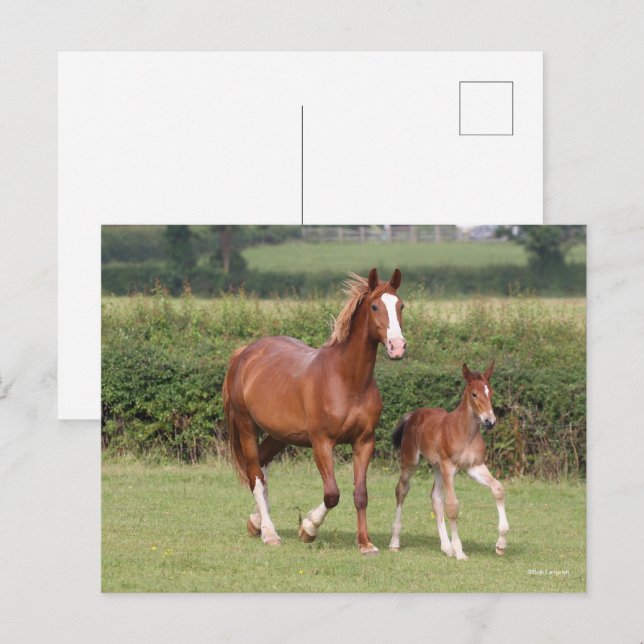 Cartão Postal Warmblood Mare e Foal andando juntos (Frente/Verso)