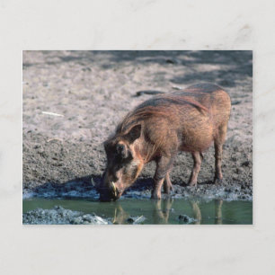 Cartão Postal Warthog