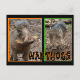 CARTÃO POSTAL WARTHOGS - ANIMAIS SELVAGENS