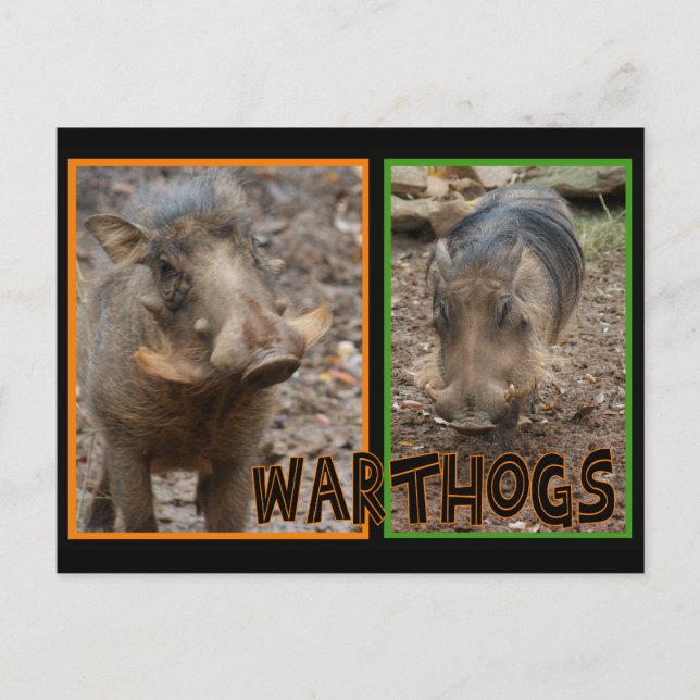 CARTÃO POSTAL WARTHOGS - ANIMAIS SELVAGENS (Frente)