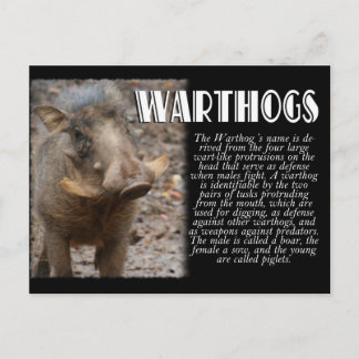 Cartão Postal WARTHOGS com Descrição