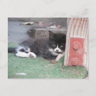Cartão Postal Wary Kitten