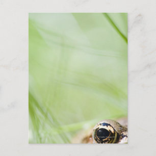 Cartão Postal Washington, EUA