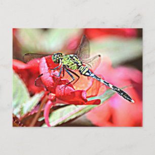 Cartão Postal Washington Green Darner Dragonfly