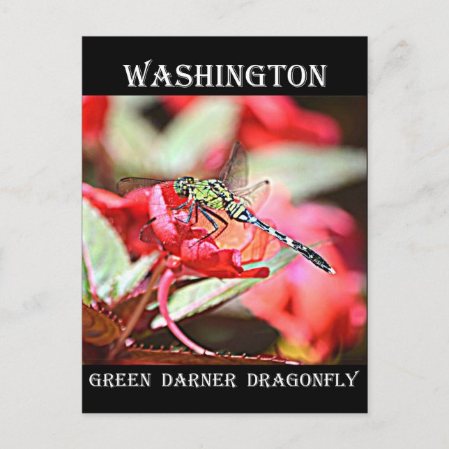 Cartão Postal Washington Green Darner Dragonfly (Frente)