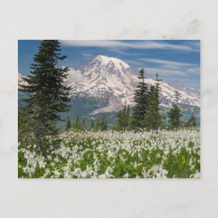 Cartão Postal Washington, Monte Rainier Parque Nacional 1