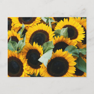 Cartão Postal Washington, Seattle, Sunflower for sale pike