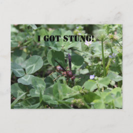 Cartão Postal Wasp