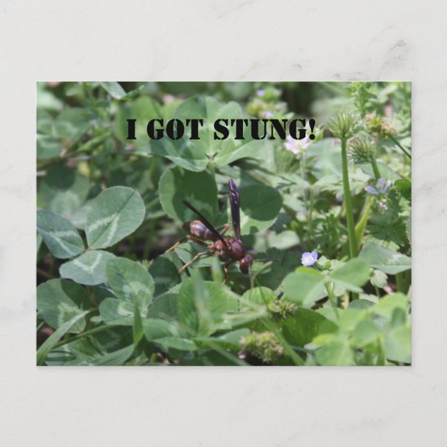 Cartão Postal Wasp (Frente)