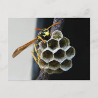 Wasp Nest e Worker