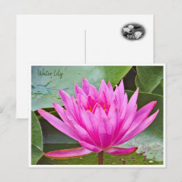 Cartão Postal Water Lily