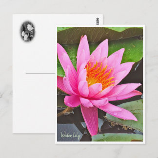 Cartão Postal Water Lily ポストカード
