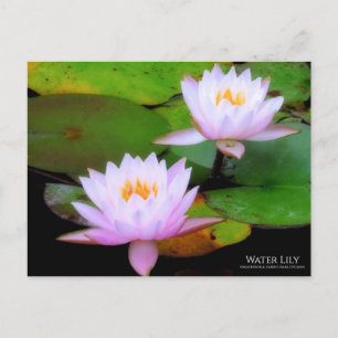 Cartão Postal Water Lily:Cartão postal