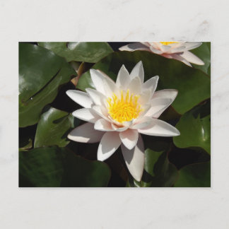 Cartão Postal Water Lily Postcard