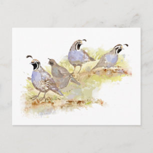 Cartão Postal Watercolor California Quail Bird Nature Art