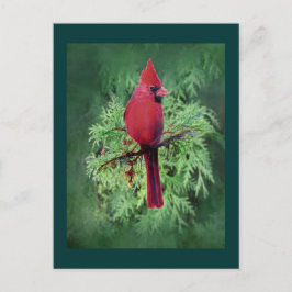 Cartão Postal Watercolor Cardinal Bird Cedar Tree Nature Art