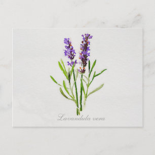 Cartão Postal Watercolor Lavandula Vera