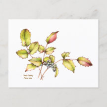 Watercolor wildflower barberry postcard