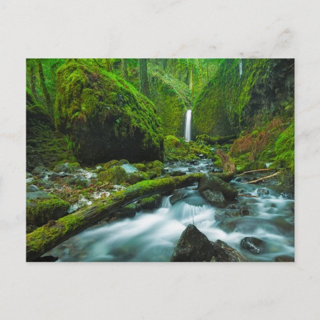 Cartão Postal Waterfalls | Grotto Falls, Oregon (Frente)