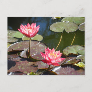 Cartão Postal Waterlily Rosa