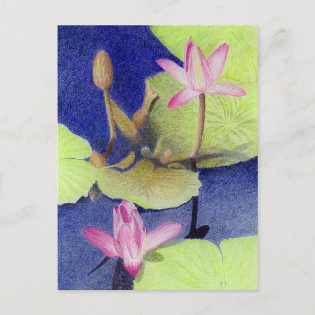 Cartão postal Waterlily Rosa Lotus (Frente)