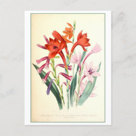 Cartão Postal Watsonia Botanical Illustration Vintage