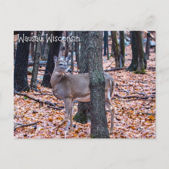 Cartão Postal Wausau Wisconsin Deer (Frente)