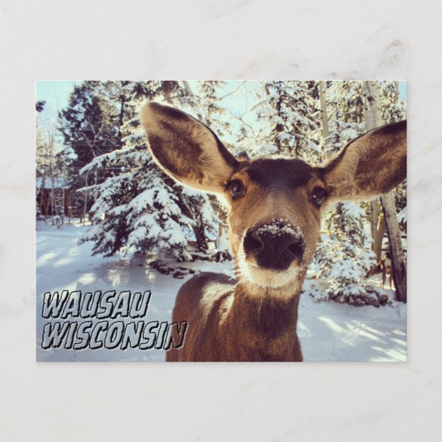 Cartão Postal Wausau Wisconsin Postcard Cute Deer (Frente)