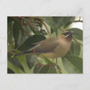 Cartão Postal Waxwing com Berry