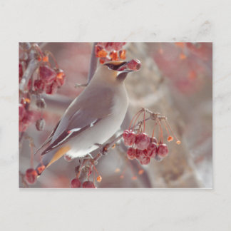 Cartão Postal Waxwings boêmica