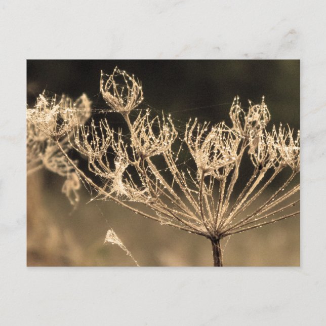 Cartão Postal Web e Água na Sepia (Frente)