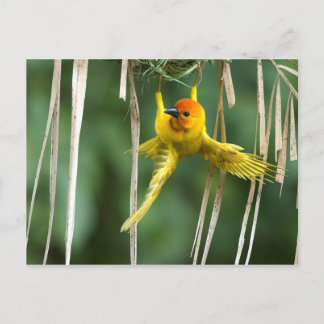 Cartão Postal Weber Bird