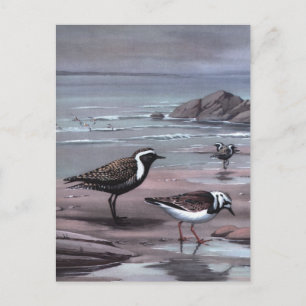 Cartão Postal Weber's Plovers & Turnstones