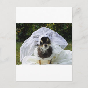 Cartão Postal Wedding Chihuahua Bride