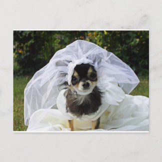 Cartão Postal Wedding Chihuahua Bride