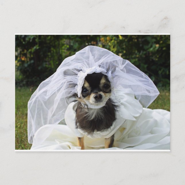 Cartão Postal Wedding Chihuahua Bride (Frente)