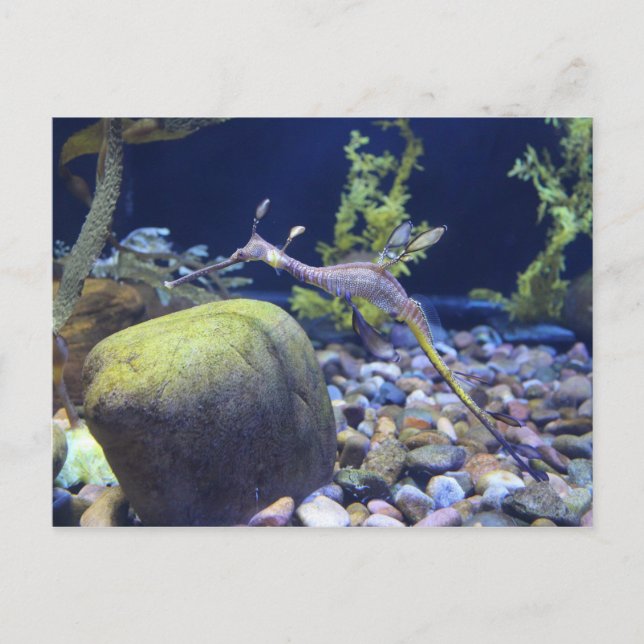 Cartão Postal Weedy Seadragon # 1 (Frente)