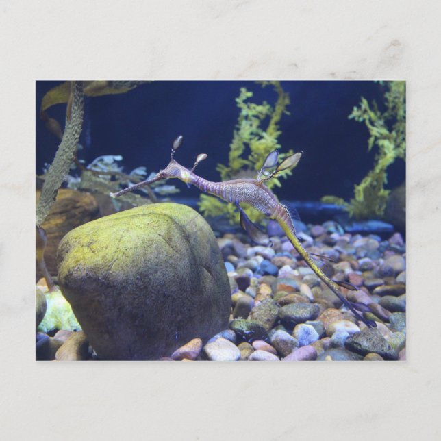 Cartão Postal Weedy Seadragon # 2 (Frente)