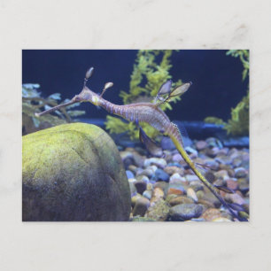 Cartão Postal Weedy Seadragon # 3