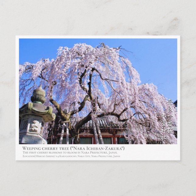 Cartão Postal Weeping cherry tree ("Nara Ichiban-Zakura") (Frente)