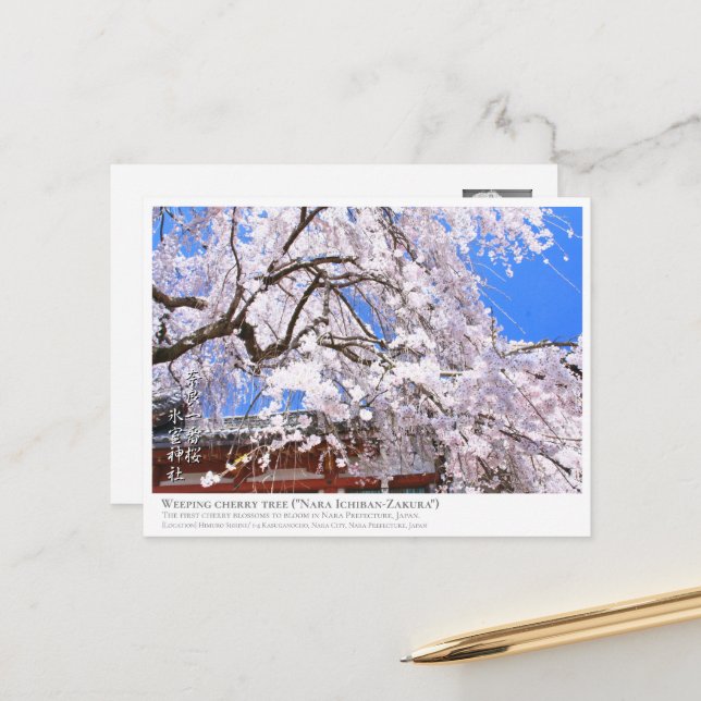 Cartão Postal Weeping cherry tree ("Nara Ichiban-Zakura") ポストカード (Frente/Verso In Situ)