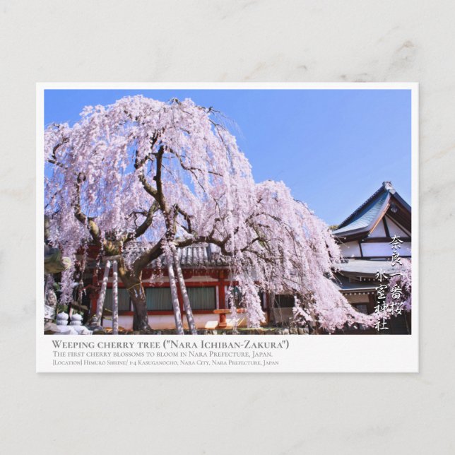 Cartão Postal Weeping cherry tree ("Nara Ichiban-Zakura") ポストカード (Frente)